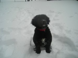 Snow puppy Finley